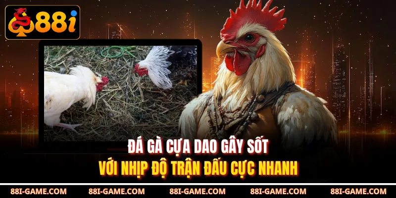 Đá Gà Cựa Dao Gây Sốt Với Nhịp Độ Trận Đấu Cực Nhanh