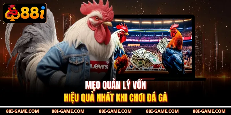 Mẹo quản lý vốn hiệu quả nhất khi chơi đá gà